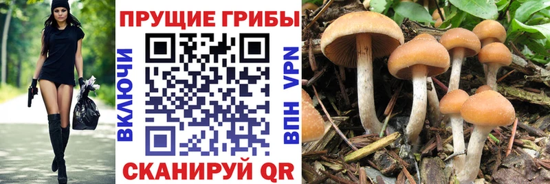 Купить Темрюк Псилоцибиновые грибы мухоморы